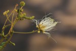 Albizia harveyi