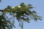 Albizia harveyi