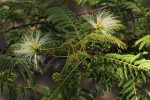 Albizia harveyi