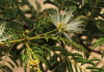 Albizia harveyi