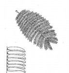 Albizia harveyi