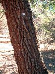 Albizia harveyi