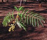 Albizia harveyi