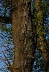 Albizia harveyi