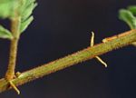 Albizia harveyi