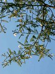 Albizia harveyi