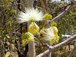 Albizia tanganyicensis