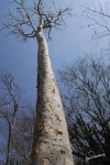 Albizia tanganyicensis