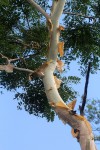 Albizia tanganyicensis