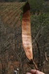 Albizia tanganyicensis