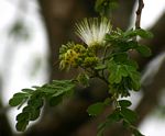 Albizia versicolor