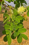 Albizia versicolor