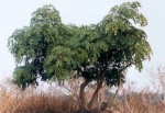 Albizia versicolor