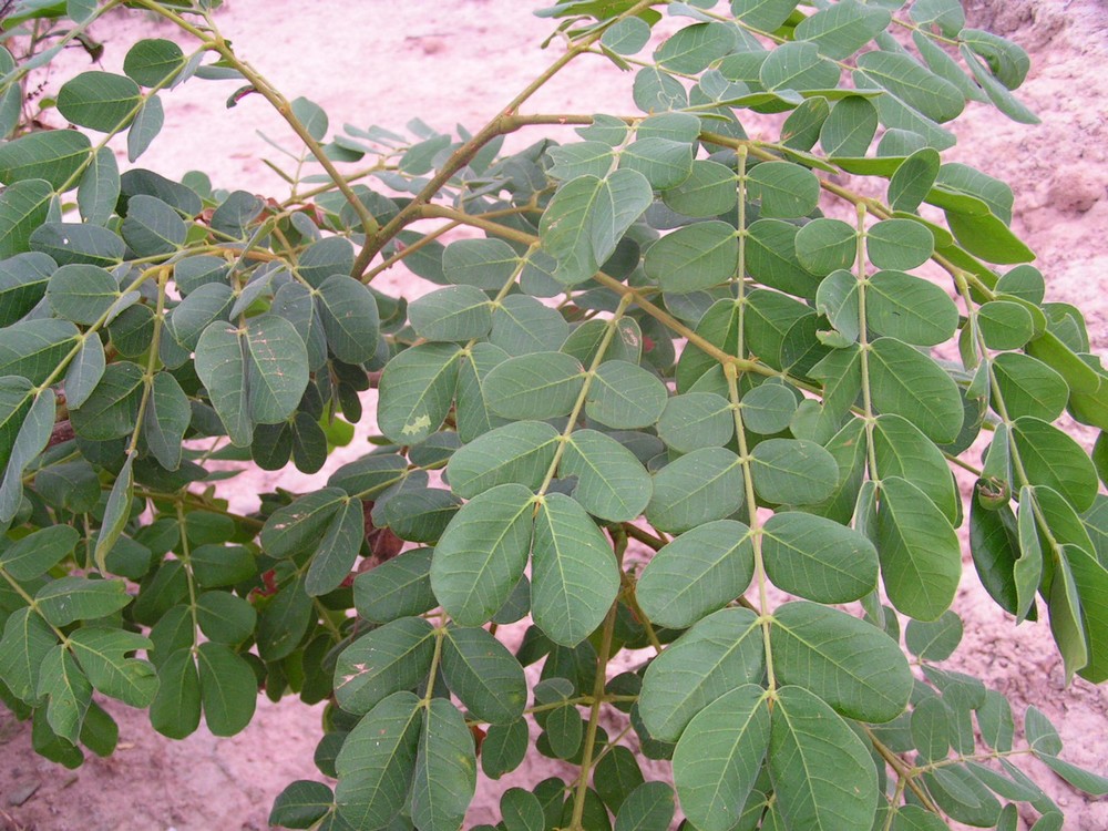 Albizia versicolor