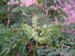 Albizia versicolor