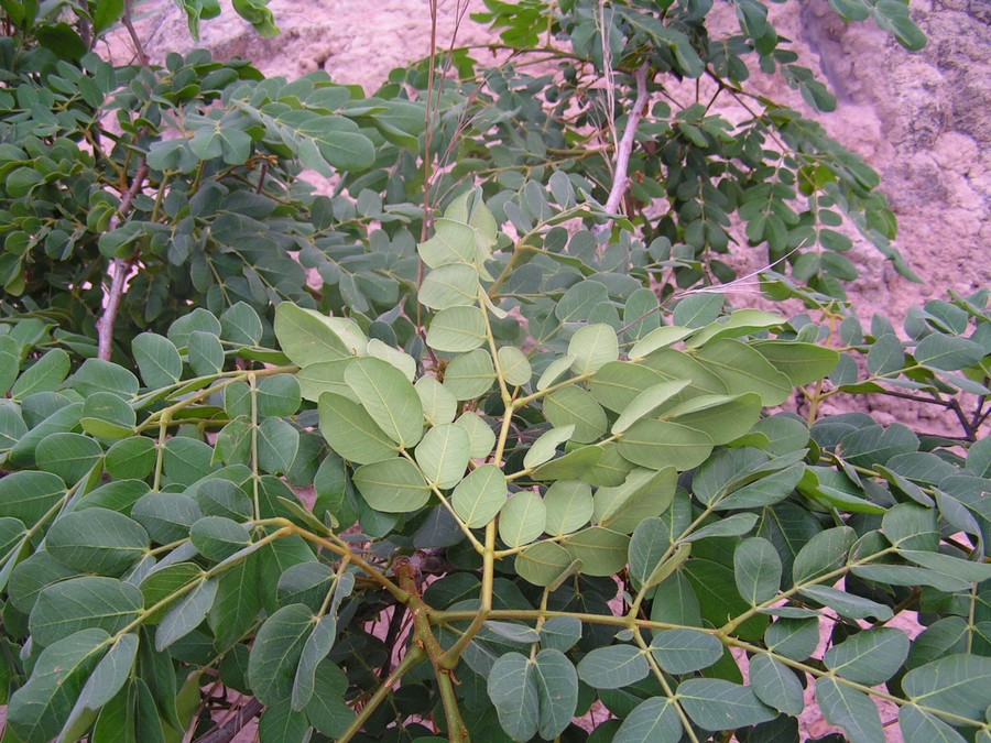 Albizia versicolor