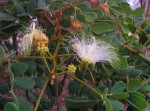 Albizia versicolor