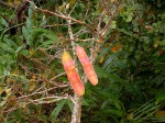 Albizia versicolor