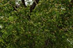 Albizia versicolor