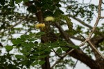 Albizia versicolor