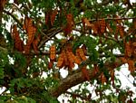 Albizia versicolor