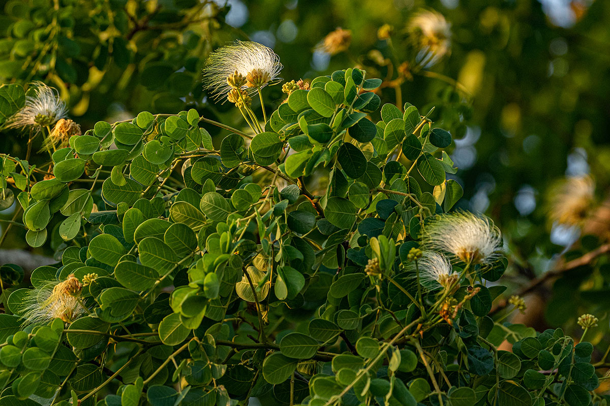 Albizia versicolor