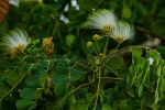 Albizia versicolor