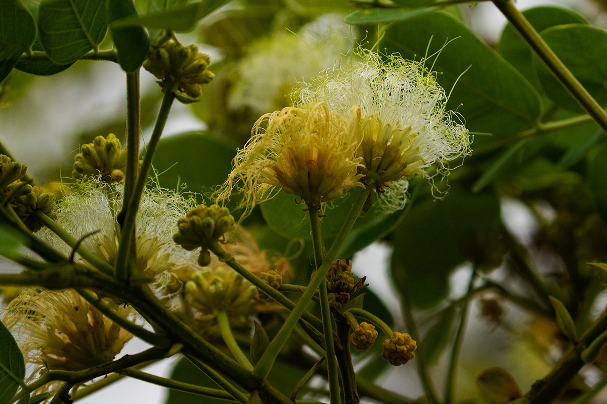 Albizia versicolor