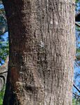 Albizia zimmermannii