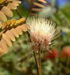 Albizia zimmermannii