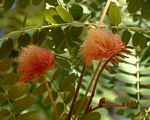 Albizia zimmermannii