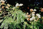 Albizia zimmermannii