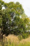 Acacia amythethophylla