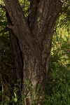 Acacia amythethophylla