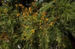 Acacia amythethophylla