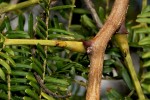 Acacia amythethophylla