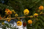 Acacia amythethophylla