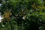 Acacia amythethophylla