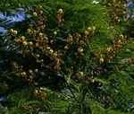 Acacia amythethophylla