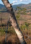 Acacia amythethophylla