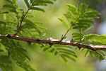 Acacia ataxacantha