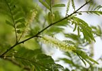 Acacia ataxacantha