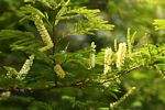 Acacia ataxacantha