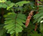 Acacia ataxacantha