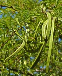 Acacia grandicornuta