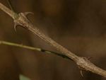 Acacia nigrescens