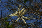 Acacia nigrescens