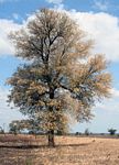 Acacia nigrescens