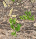 Acacia nigrescens