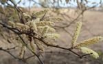 Acacia nigrescens